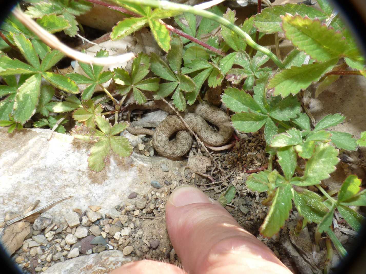 Natrix? S. Natrix tessellata